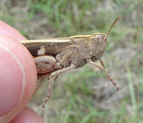 Aiolopus strepens